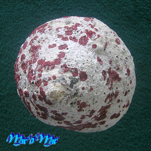 Cittarium pica (Linné, 1758) - Imagem 3