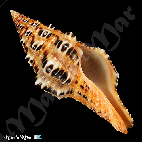 Latirus tigroides Kilburn, 1975