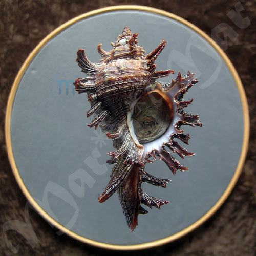 Chicoreus brevifrons (Lamarck, 1822)