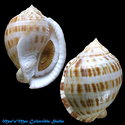 Semicassis granulatum Gmelin, 1791