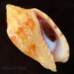 Voluta musica carneolata Lamarck, 1818