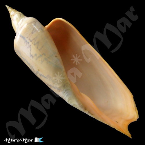 Zidona dufresnii (Donovan, 1823)