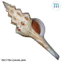 Goniofusus brasiliensis (Grabau, 1904)