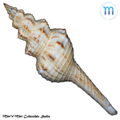Goniofusus brasiliensis (Grabau, 1904) - Image 2