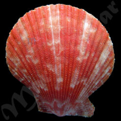 Mimachlamys pseudolima (G. B. Sowerby, II, 1842)