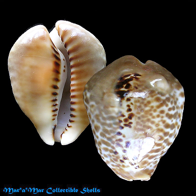 Cypraea (Muracypraea) mus bicornis Sowerby, 1870
