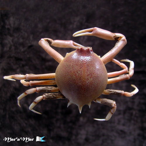 Persephona punctata (Linnaeus, 1758)