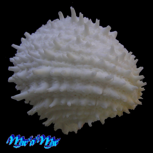 Arcinella cornuta Conrad, 1866 - Imagem 4