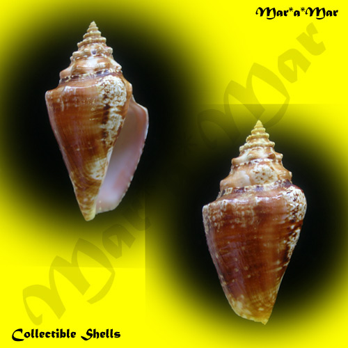 Strombus gallus Linnaeus, 1758