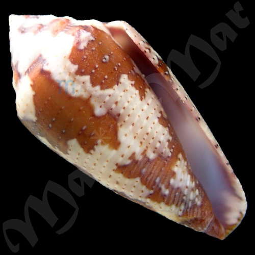 Seminoleconus mappa trinitarius Hwass, 1792