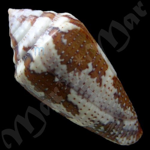 Seminoleconus mappa trinitarius Hwass, 1792 - Imagem 2