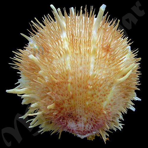 Spondylus aurispinae Damarco & Bologna, 2009