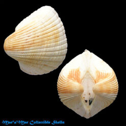 Anadara chemitzi (Philippi, 1851)