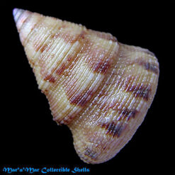 Calliostoma viscardii  Quinn, 1992