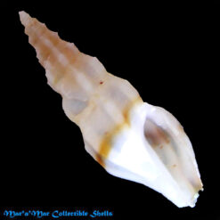 Ithycythara lanceolata (C. B. Adams, 1850)