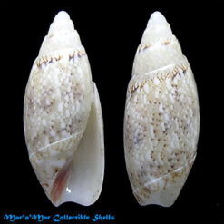 Jaspidella jaspidea (Gmelin, 1791)