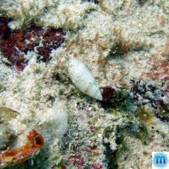 Alternative view of Jaspidella jaspidea (Gmelin, 1791)