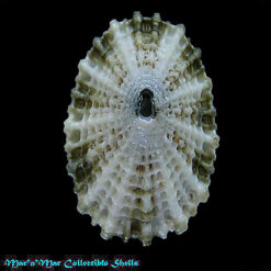 Diodora listeri (Orbigny, 1842)