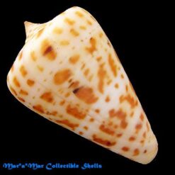 Alternative view of Conus spurius baylei  Jousseaume, 1872