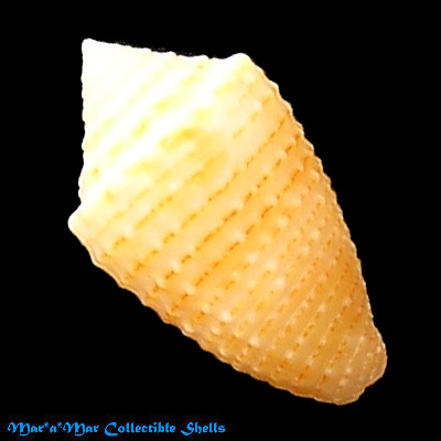 Conus henckesi Coltro 2004 - Imagem 2