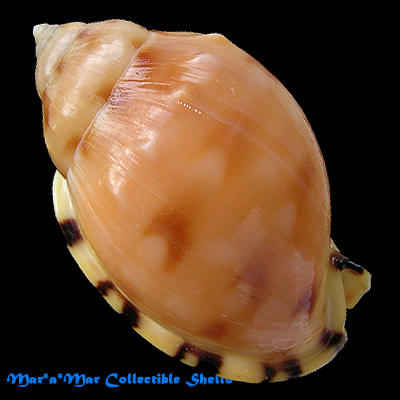 Phalium labiatum iheringe Carcelles, 1953 - Image 2