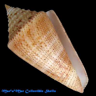 Conus granarius Kiener, 1845