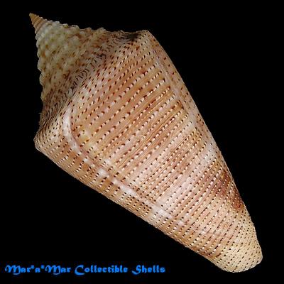 Conus granarius Kiener, 1845 - Image 2