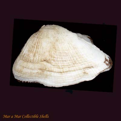 Barbatia candida (Helbling, 1779)