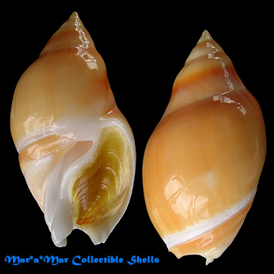 Ancilla glabrata (L., 1758)