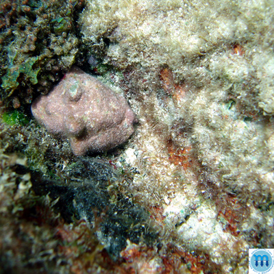 Alternative view of Thais deltoidea (Lamarck, 1822)