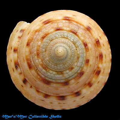 Architectonica nobilis Röding, 1798