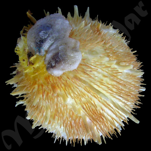 Spondylus aurispinae Damarco & Bologna, 2009 - Imagem 2