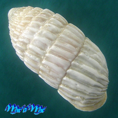 Alternative view of Cerion sp.