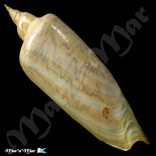 Alternative view of Zidona dufresnii (Donovan, 1823)