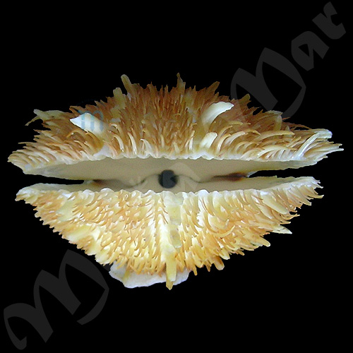 Spondylus aurispinae Damarco & Bologna, 2009 - Imagem 3