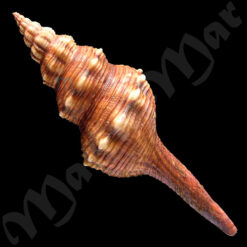 Fusinus closter caboblanquensis Weisbord, 1962 - Imagem 2