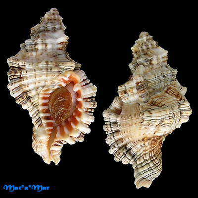 Monoplex nicobaricus (Röding, 1798)