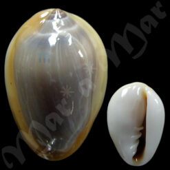 Prunum storeria (Couthoy, 1837)