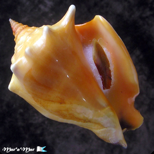 Strombus pugilis worki Linnaeus, 1758