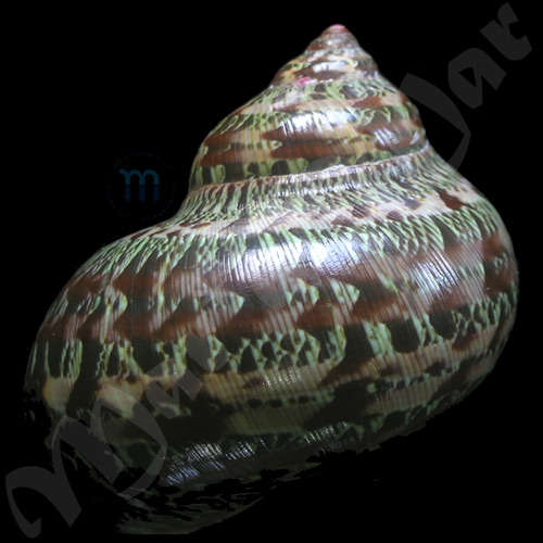 Turbo petholatus Linnaeus, 1758 - Imagem 2