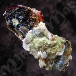 Alternative view of Malleus candeanus (d´Orbigny, 1842)