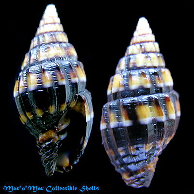 Vexillum dermestinum (Lamarck,1811)