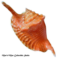 Alternative view of Strombus gallus Linnaeus, 1758