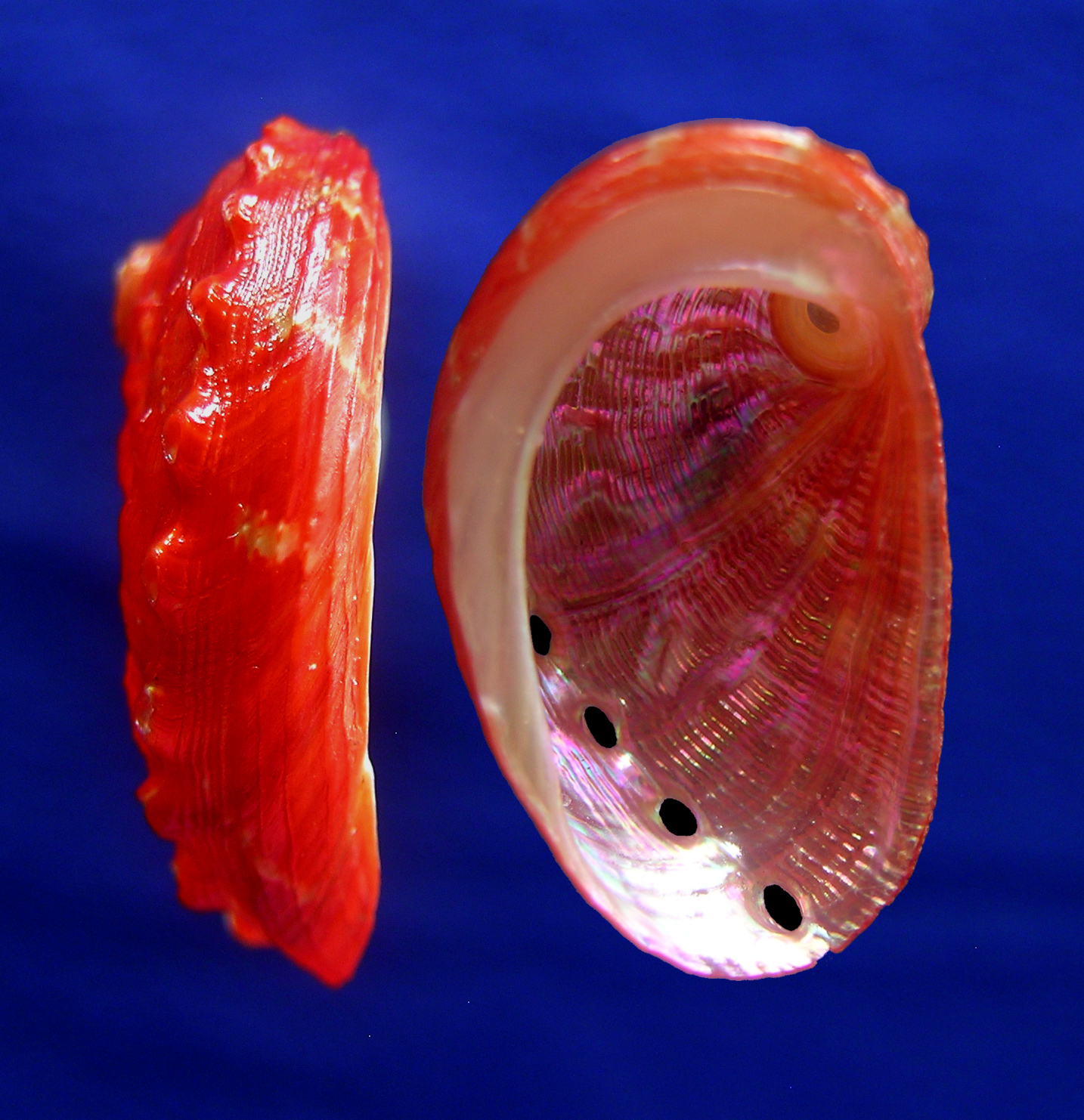 Haliotis aurantium Simone, 1998 - Image 2