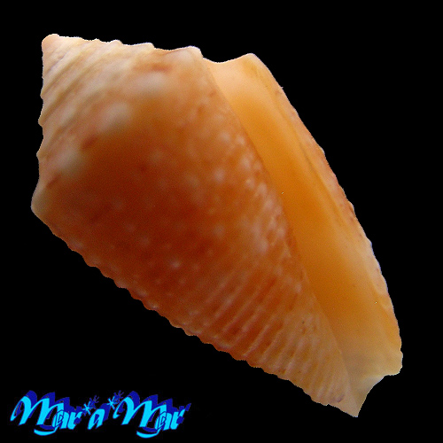 Conus (Conasprella) poremskii (Petuch & R. F. Myers, 2014)