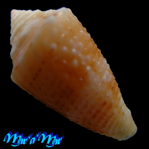 Alternative view of Conus (Conasprella) poremskii (Petuch & R. F. Myers, 2014)