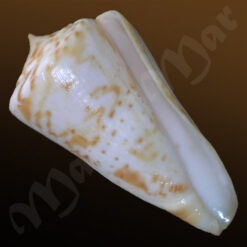 Conus sp.