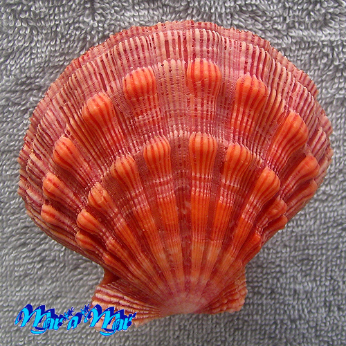 Nodipecten nodosus Linnaeus, 1758 - Imagem 2