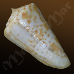 Conus sp. - Imagem 2