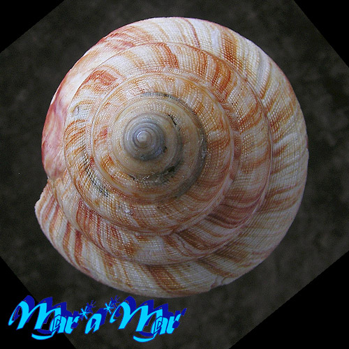 Perotrochus atlanticus Rios & Matthews, 1968